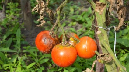 Cultivarea tomatelor