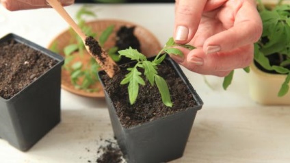 Cultivarea tomatelor