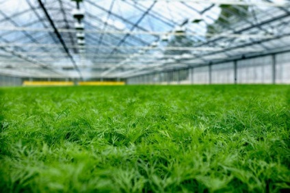 Növekvő zöldség egy üvegházban