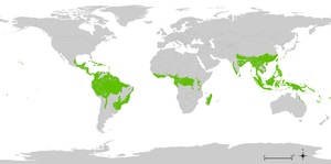 Wiki pentru pădurile tropicale umede
