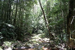 Wet rainforest wiki