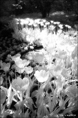 Magia filmului infraroșu efke ir820 - blog photopointlog photopoint