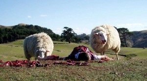 Rebeliunea de oaie - revizuirea comediei thrash - oaia neagră - (oaia neagră, 2006), autor - Michael