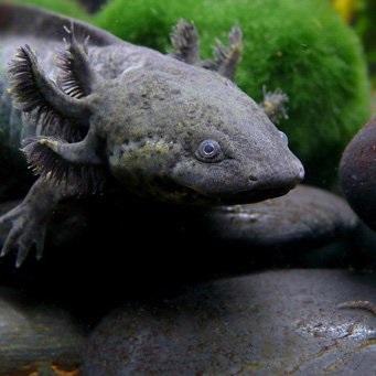 Reproducerea axolotului adult