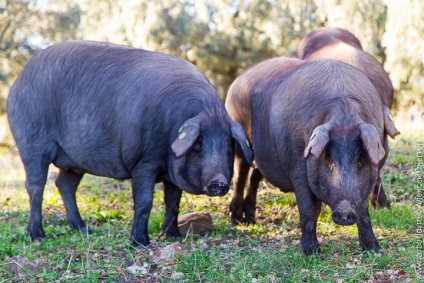 Hamon - delicatese spaniole de porc
