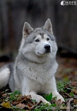 Husky - lupi din Siberia