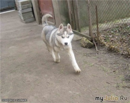 Husky - lupi din Siberia