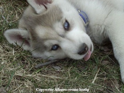 Husky - lupi din Siberia