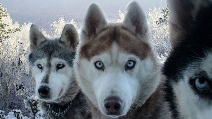 Husky - lupi din Siberia