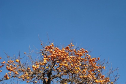 Хурма - види, склад, користь і корисні властивості, протипоказання, фото