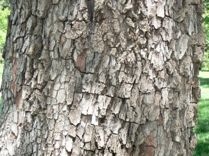Vierme de curmale în cultură - articole despre arbori - copaci - catalog de articole - pădurea mea