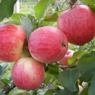 Az Apple fa Bashkir a jókora fajta leírása