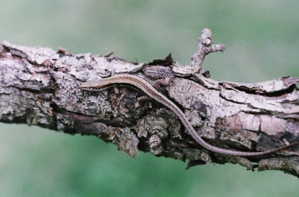 Șopârla de luncă este un reptilian familiar