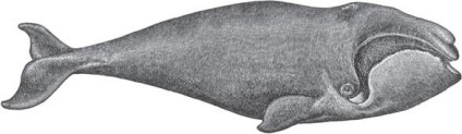 De ce o balenă are nevoie de o gaură pe cap