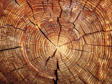 Mirosul lemnului - proprietățile fizice și chimice ale lemnului