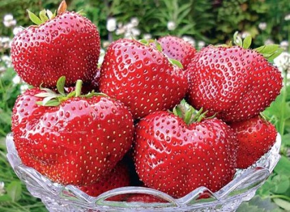 Caracteristicile giganților de căpșuni, regulile de îngrijire