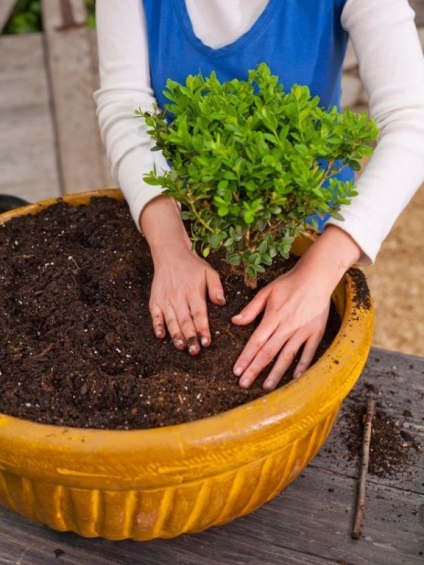 Viu gard viu din boxwood, deoarece este plantat și cum să aibă grijă de ea