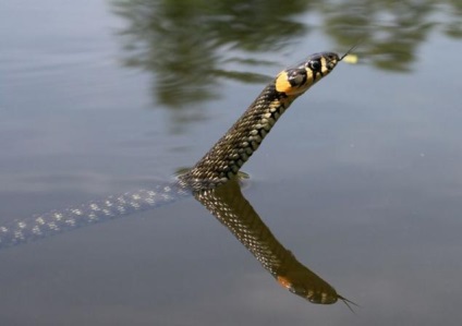 Snake király a Scarap lánya - 2013-as évforduló jelkép a kézműveseknek - kézzel készített, kézzel készített