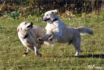 Retrieverul de aur îngrijește părul fotografiei de aur retriever, pieptandu-se creasta ritriver, spălat