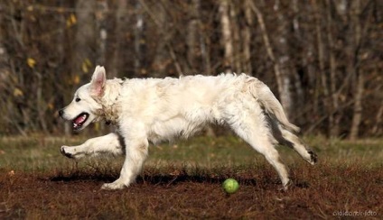 Retrieverul de aur îngrijește părul fotografiei de aur retriever, pieptandu-se creasta ritriver, spălat