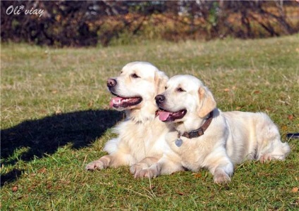 Retrieverul de aur îngrijește părul fotografiei de aur retriever, pieptandu-se creasta ritriver, spălat