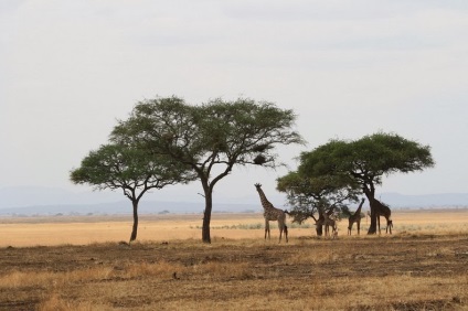 10 parcuri naționale renumite și interesante din Africa
