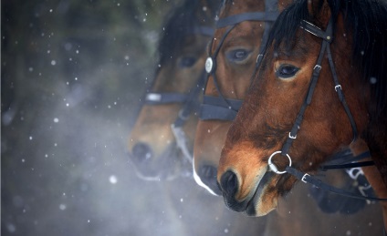 Cele mai bune 10 fotografi de cai din lume