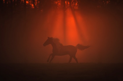 Cele mai bune 10 fotografi de cai din lume