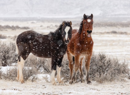 Cele mai bune 10 fotografi de cai din lume