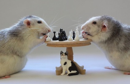 10 Motive pentru a învinge frica și a începe șobolanii iubitori