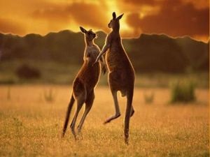 10 Cele mai interesante locuri din Australia pentru a vedea, orașe, fapte