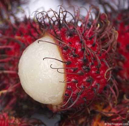 20 fructe exotice despre care nu știai nimic despre - factum
