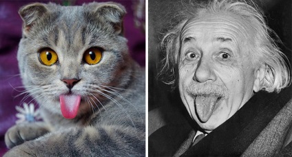 20 Macskák, akik úgy néznek ki, mint valaki vagy valami más