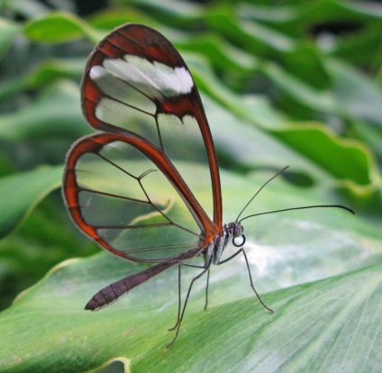 20 Animale transparente, care nu au nimic de ascuns - factum