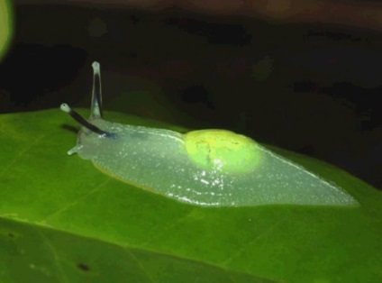 21 Tipul de animale transparente care există pe planetă, umkra