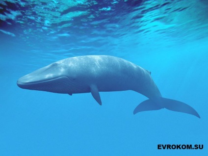 27 Fapte despre balene - fapte și sfaturi interesante