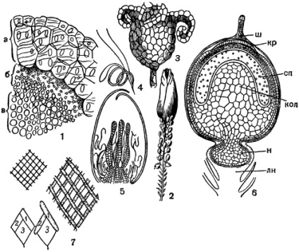 Clasa a II-a - mușchi de foioase (bryopsida, musci)