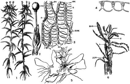 Clasa a II-a - mușchi de foioase (bryopsida, musci)