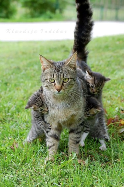 30 fotografii pozitive de îngrijire a animalelor cu copiii lor