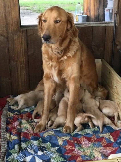 30 fotografii pozitive de îngrijire a animalelor cu copiii lor