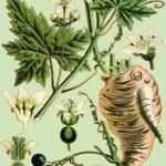 Aplicarea radacină Adamov în medicina populară, rețetele de unguent, ce fel de iarbă numită tamus vulgaris