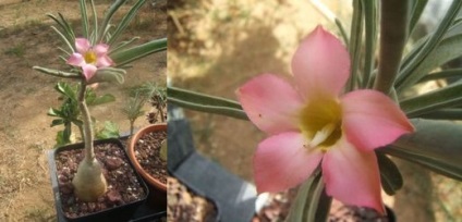 Adenium la domiciliu, îngrijire, florărie-blog