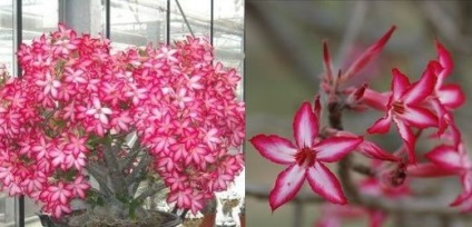 Adenium у дома, грижи, цветист-блог