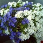 Adenium la domiciliu, îngrijire, florărie-blog