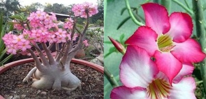 Adenium la domiciliu, îngrijire, florărie-blog