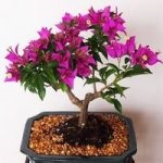 Adenium la domiciliu, îngrijire, florărie-blog