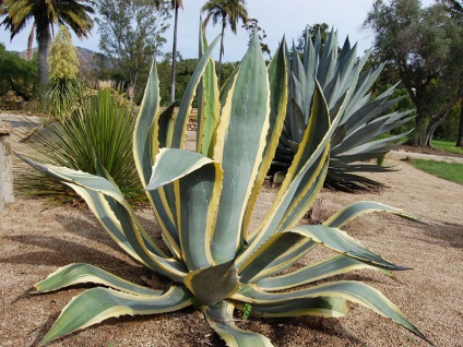 Agave American, secretele plantelor de interior în creștere