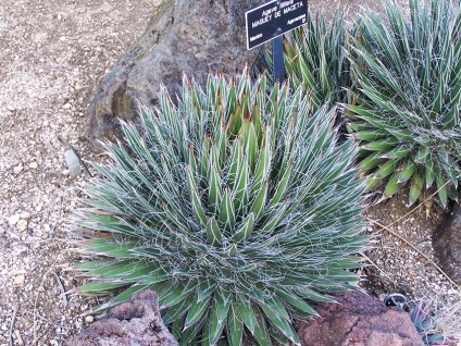 Agave American, secretele plantelor de interior în creștere