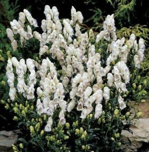 Aconite, Issyk-Kul gyökér, birkózó, aconitum, dzungárius