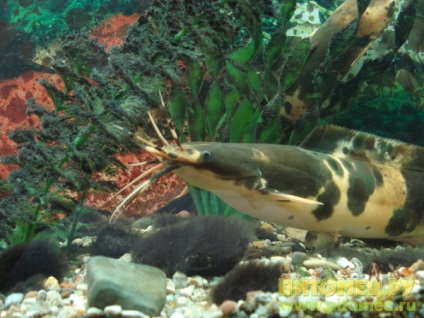 Pește de acvariu Somnul Clarias, păstrarea și hrănirea, reproducerea și reproducerea
